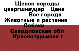 Щенок породы  цвергшнауцер › Цена ­ 30 000 - Все города Животные и растения » Собаки   . Свердловская обл.,Краснотурьинск г.